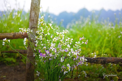 Hoa cải Mộc Châu - Vẻ đẹp ngất ngây giữa núi rừng Tây Bắc