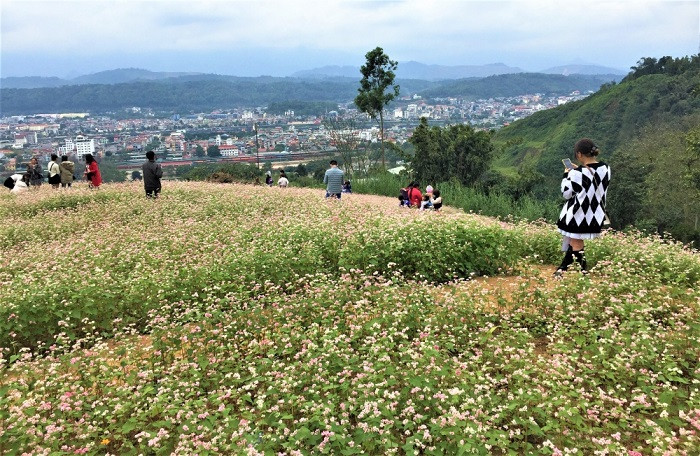 lễ hội hoa tam giác mạch ở sapa