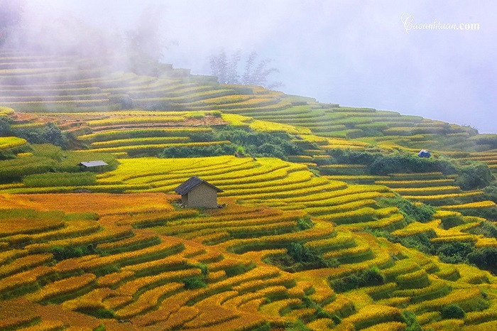 ruộng bậc thang y tý,lào cai