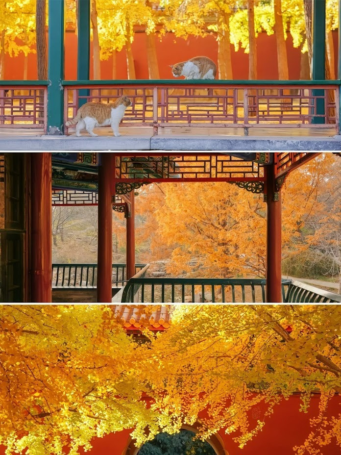 Xao xuyến với cảnh đẹp mùa thu Bắc Kinh