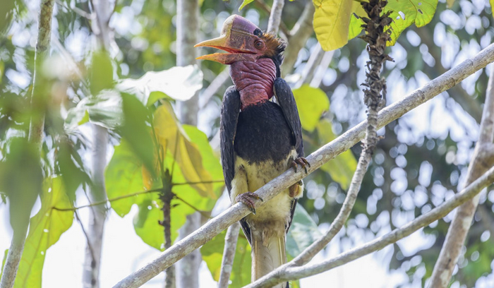 chim hornbill malaysia