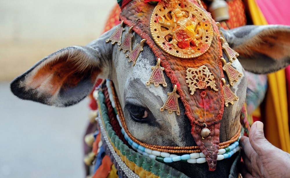 Bò, trong văn hóa Ấn Độ được xem như một con vật Thánh