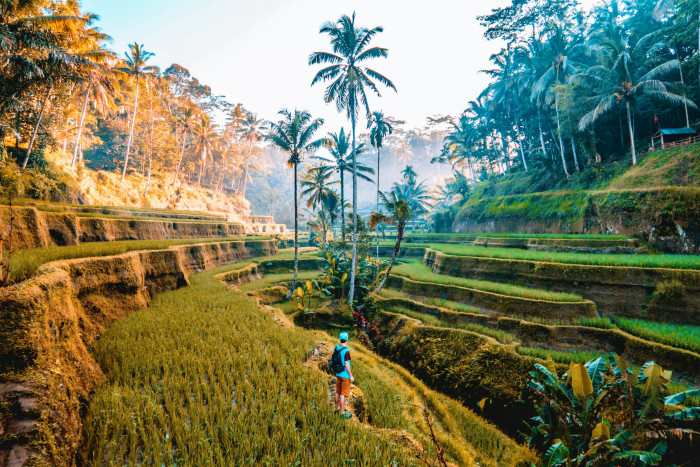 ruộng bậc thang tegalalang 