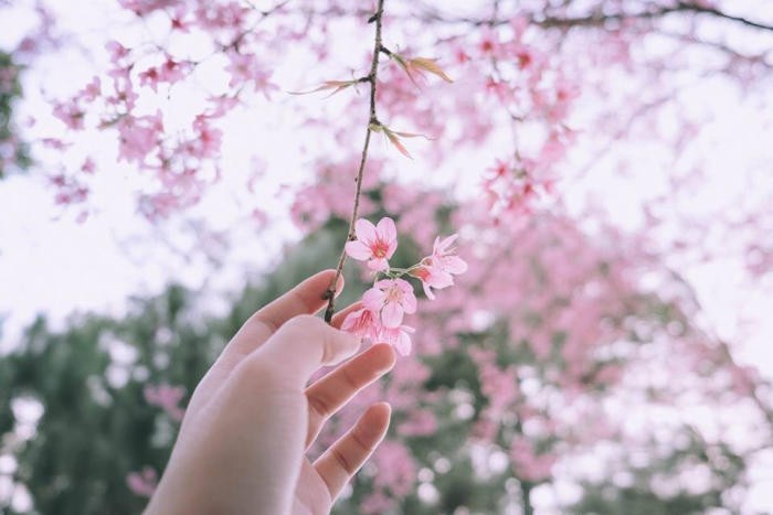 Hoa đào Mộc Châu có nguồn gốc từ Pháp với màu hồng phớt 