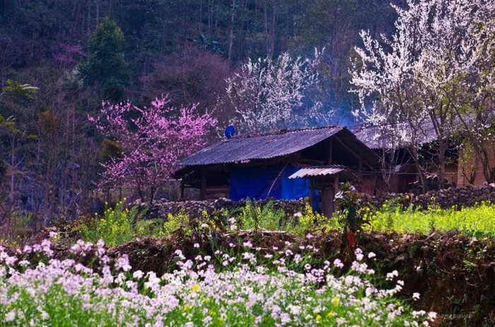 Tháng 3 Hà Giang với nhiều sắc màu rực rỡ của cánh đồng hoa