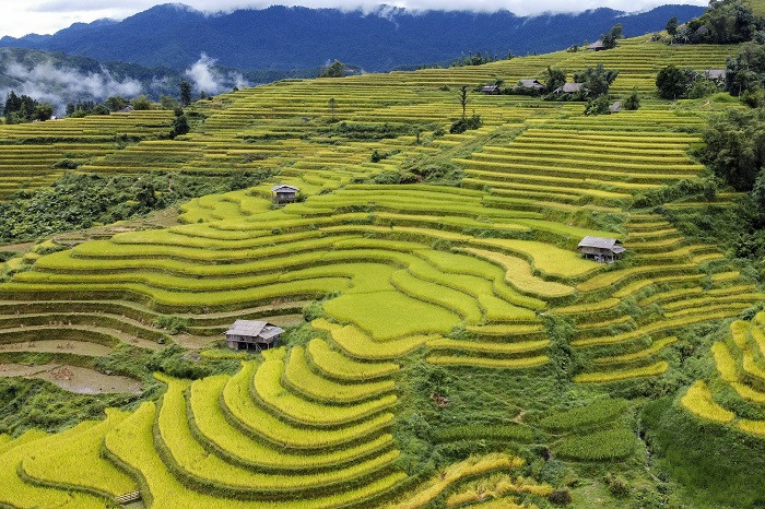 ruộng bậc thang