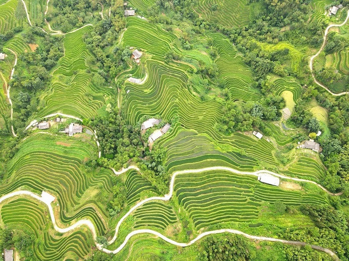 ruộng bậc thang hồ thầu