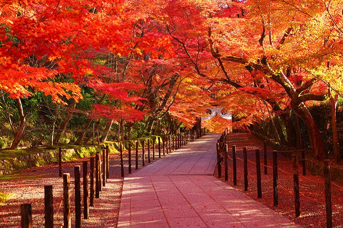 thời điểm diễn ra mùa lá đỏ Hàn Quốc