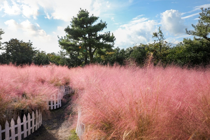 Vườn hoa muhly hồng chỉ xuất hiện ở Jeju mỗi độ thu về