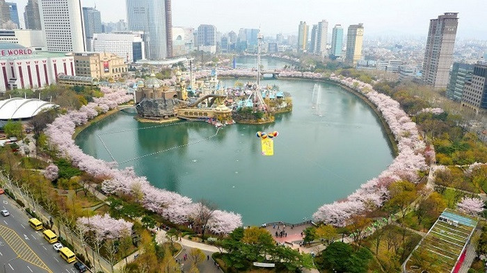 Lễ hội hoa anh đào hồ Seokchon