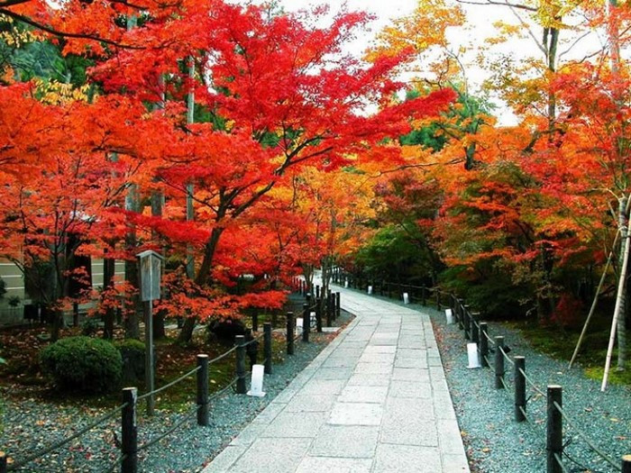 Cảnh mùa thu tại Tokyo
