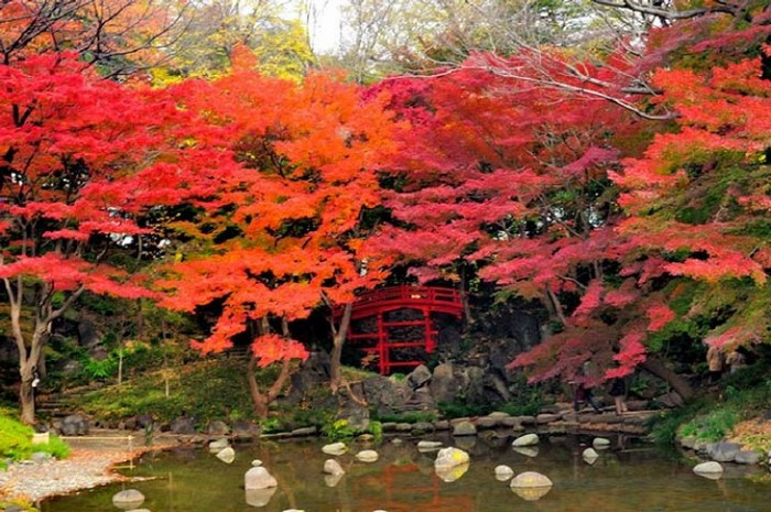 Khu vườn Koishikawa Korakuen thay lá mỗi khi thu về