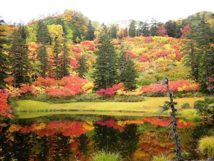 Mùa thu tới sớm tại Công viên quốc gia Daisetsuzan