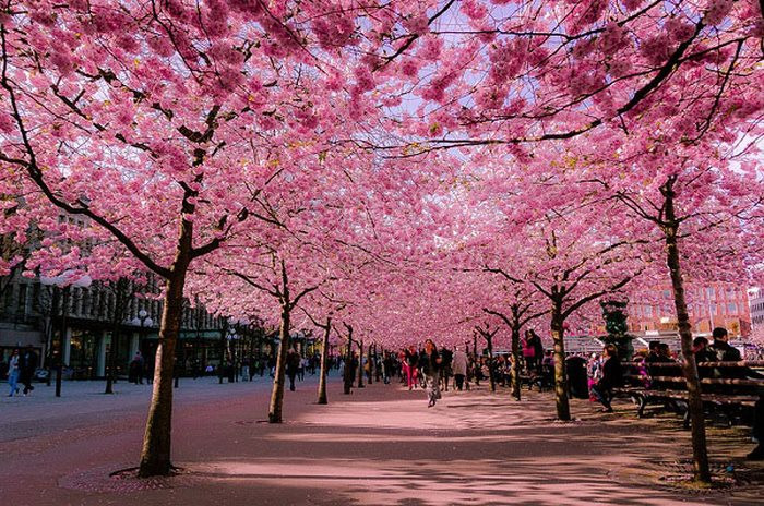 du lịch osaka mùa xuân