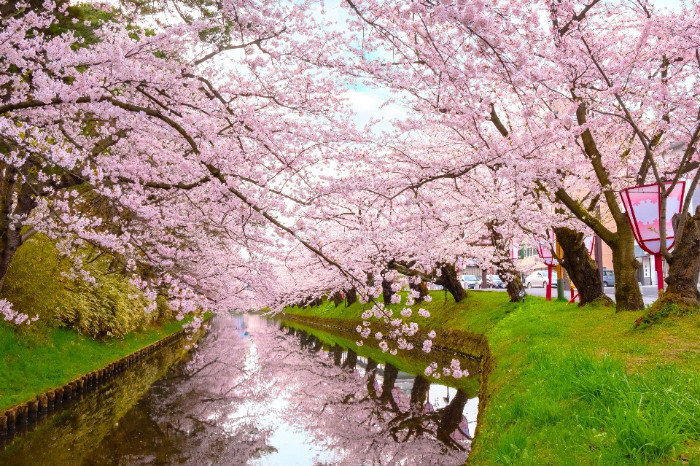 Sắc hồng mùa hoa anh đào Nhật Bản
