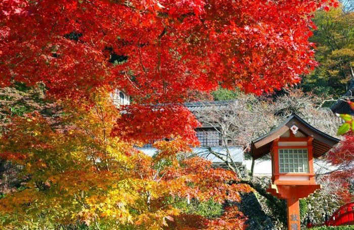 Du lịch Osaka vào mùa thu