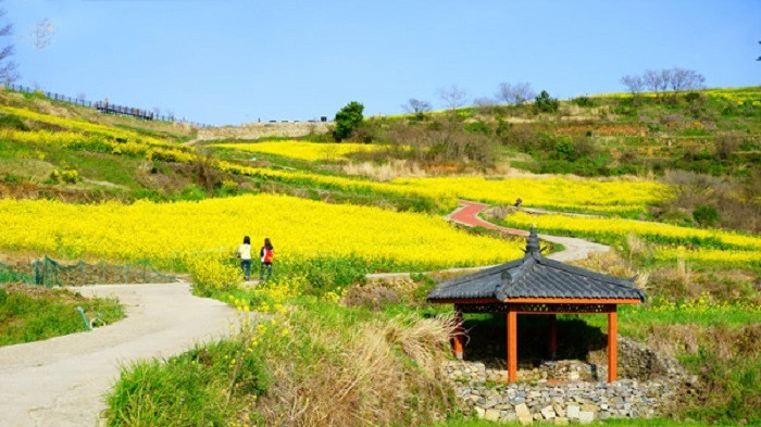 Hoa cải dầu nở trên đảo Cheongsando