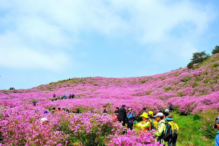 Ngắm hoa đỗ quyên trên núi Yeongchwisan