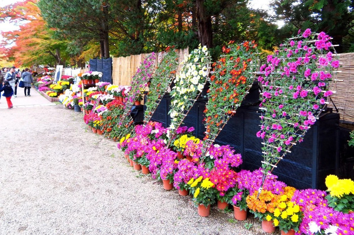 Lễ hội hoa cúc ở Lâu đài Hirosaki