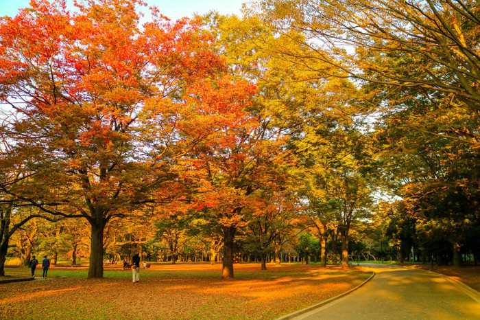 Công viên Yoyogy mùa thu