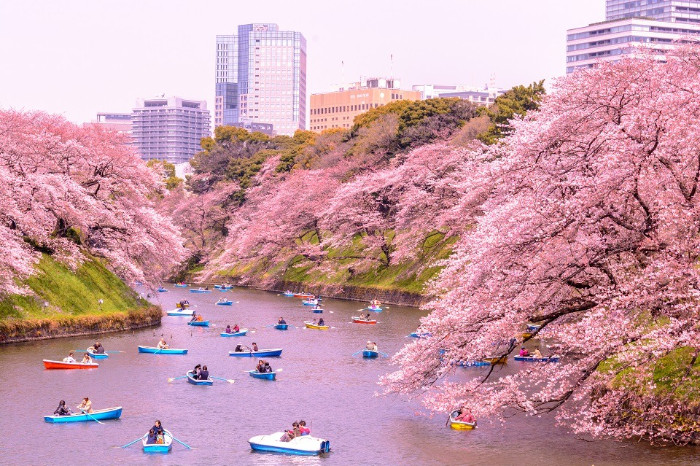 Tokyo chìm trong biển hoa anh đào