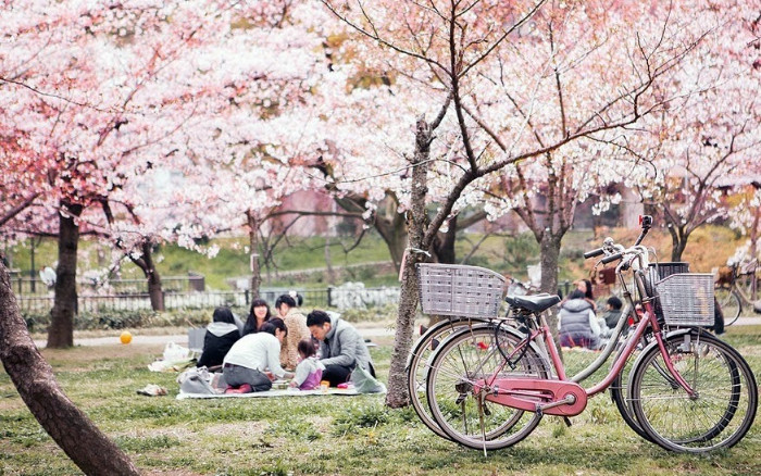 Ngắm hoa, picnic là hoạt động phổ biến mùa hoa anh đào Nhật Bản