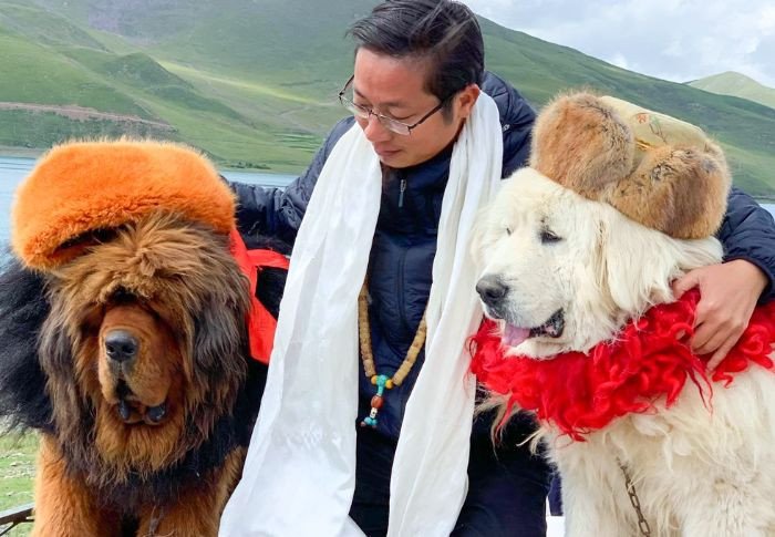 Chụp ảnh cùng ngao Tây Tạng