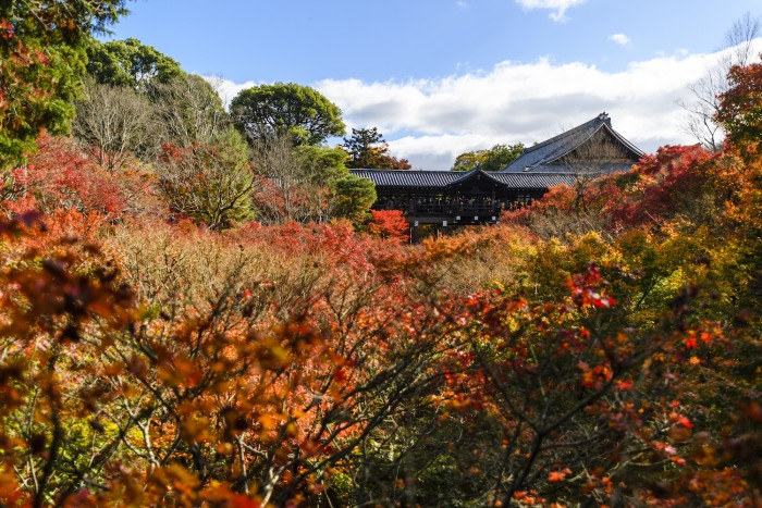 Chùa Tofuku-ji ẩn mình giữa rừng lá đỏ đẹp mắt