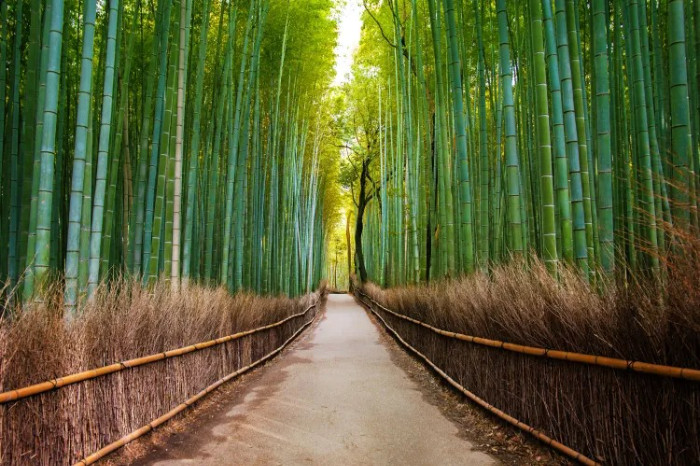 Rừng tre Arashiyama xanh rì