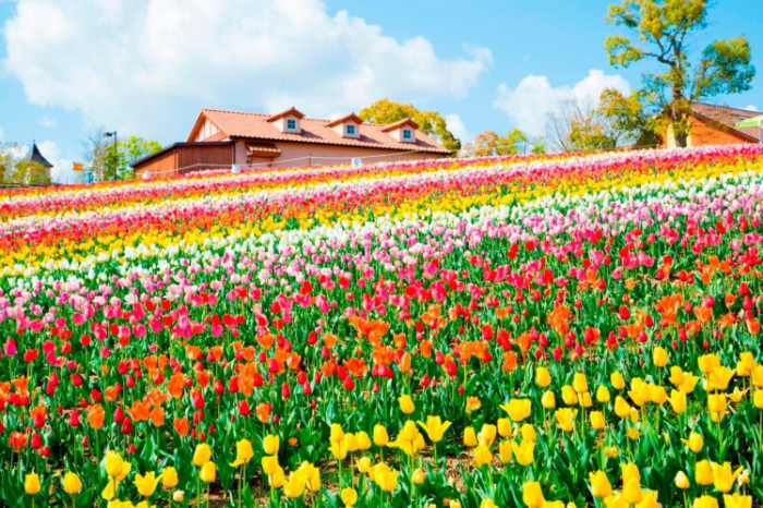 Harvest Hill là địa điểm ngắm hoa tulip đẹp nhất Osaka