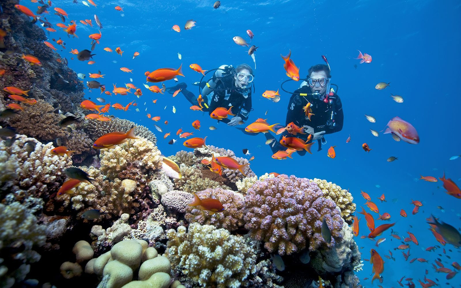 Không riêng Phú Quốc, Côn Đảo cũng có hoạt động lặn ngắm san hô