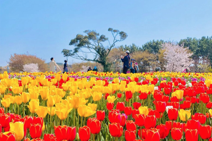 lễ hội hoa tulip hàn quốc