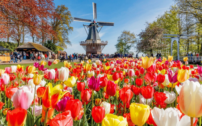Lễ hội hoa Tulip, Hà Lan