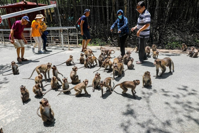 Khu du lịch có hàng ngàn con khỉ ở Cần Giờ