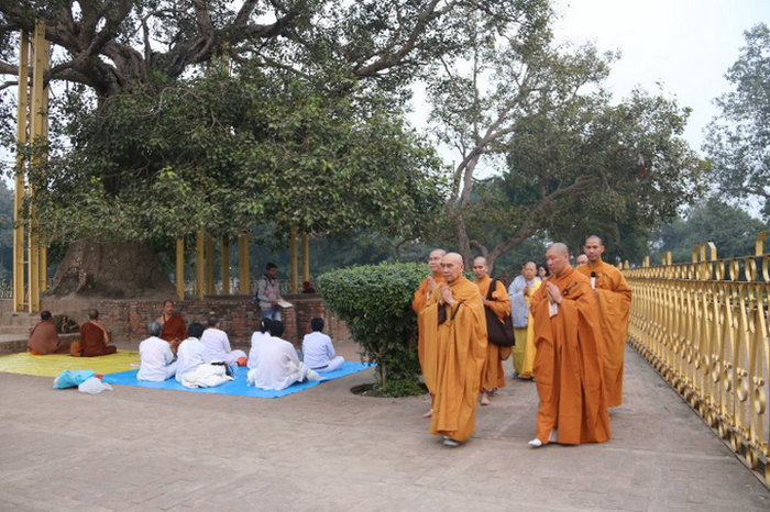 cây bồ đề ananda