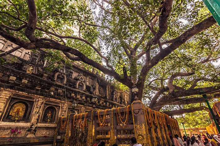 Cội Bồ Đề bodhi tree Bodh Gaya