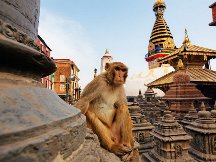 chùa khỉ nepal