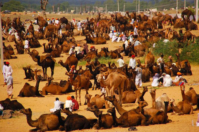 hội chợ lạc đà Pushkar