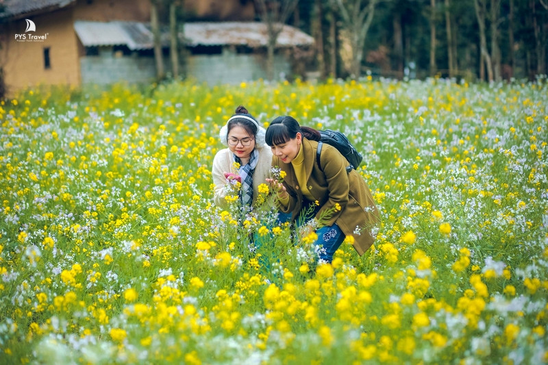 hoa cải vàng hà giang