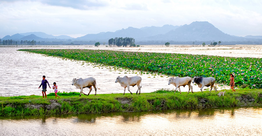 Hình ảnh làng quê bình dị gần gũi