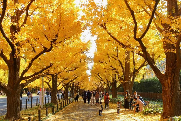 Meiji Jingu Gaien