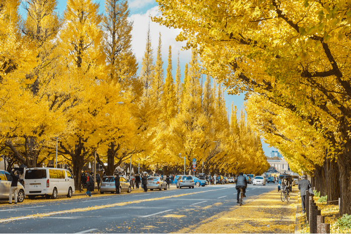 Công viên Meiji Jingu Gaien mùa thu