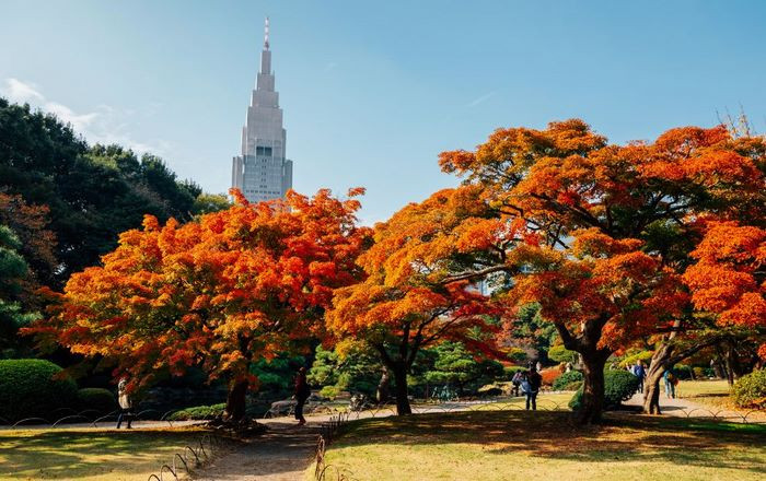 Công viên Shinjuku Gyoen mùa thu