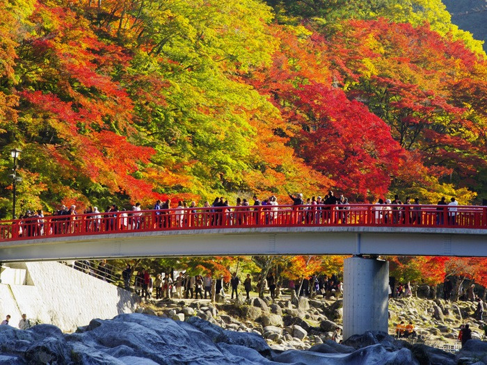 Lễ hội lá phong Momiji Nhật bản