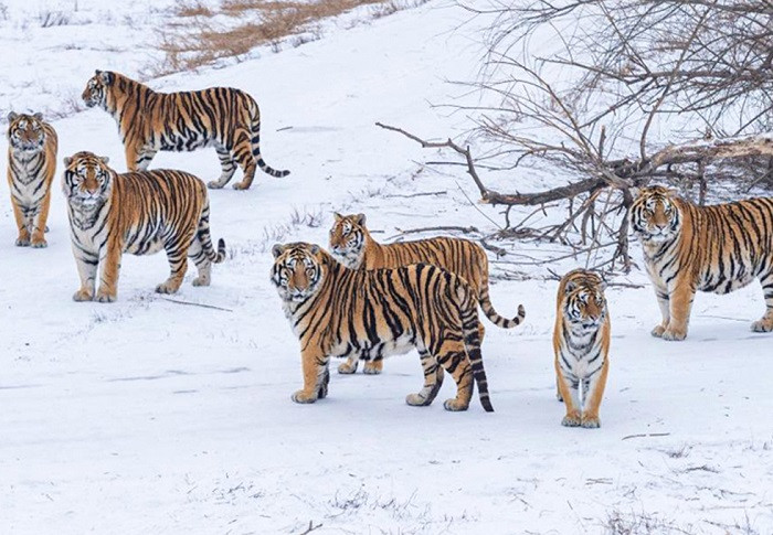 công viên hổ siberia tại cáp nhĩ tân