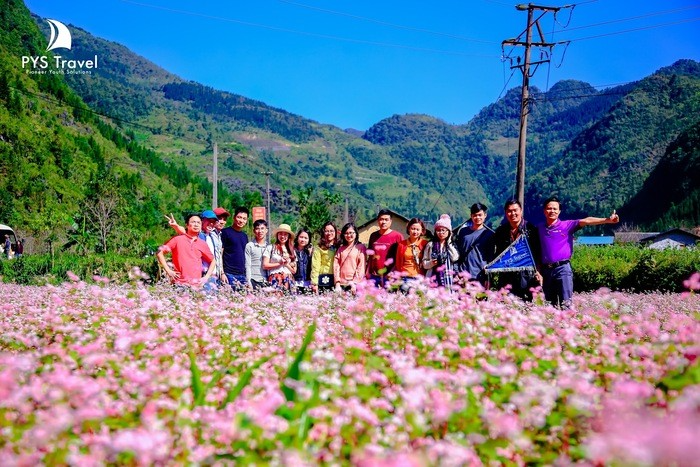 hoa tam giác mạch tại cao nguyên đá đồng văn hà giang