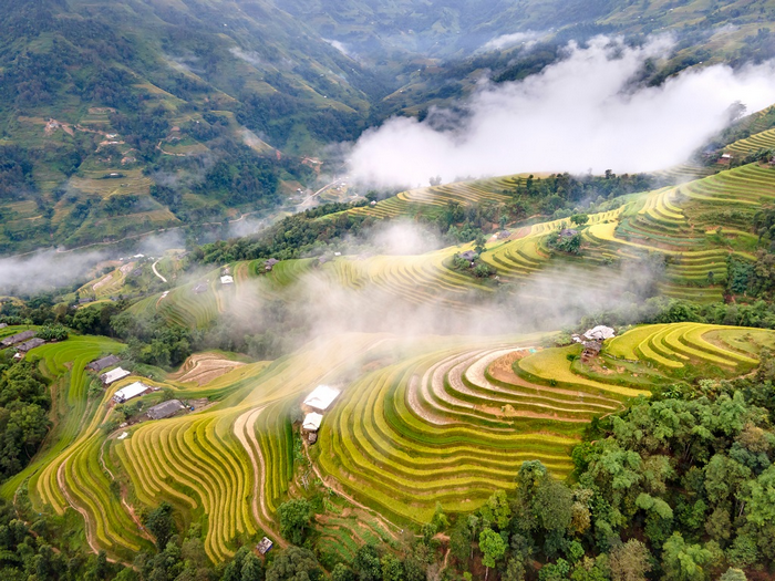 ruộng bậc thang hoàng su phì