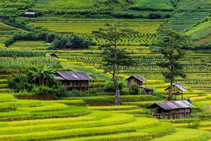 bản lìm mông mù cang chải