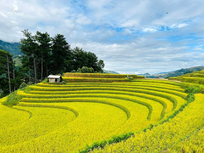 Sắc vàng trải dài bất tận trên ruộng bậc thang La Pán Tẩn