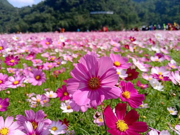 Không cần đi đâu xa bạn cũng có những bức ảnh đẹp như ở Châu Âu với cánh  đồng hoa ngay Việt Nam